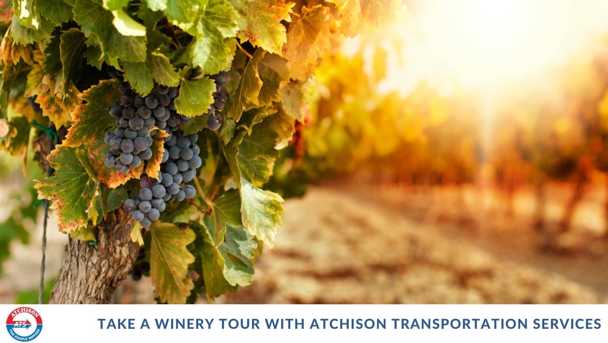 Take a Winery Tour